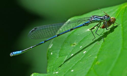Coenagrion puella